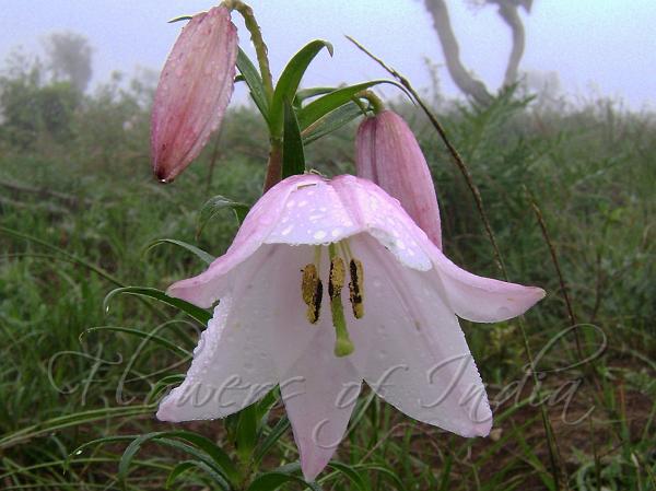Sirui Lily of Manipur